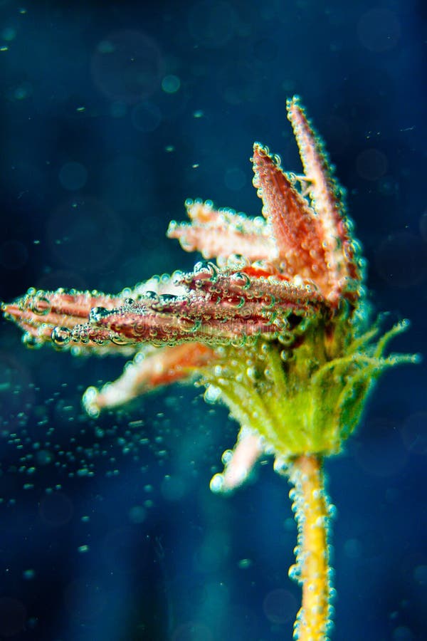 Beautiful Flower Under Water with Bubbles Stock Photo Image of