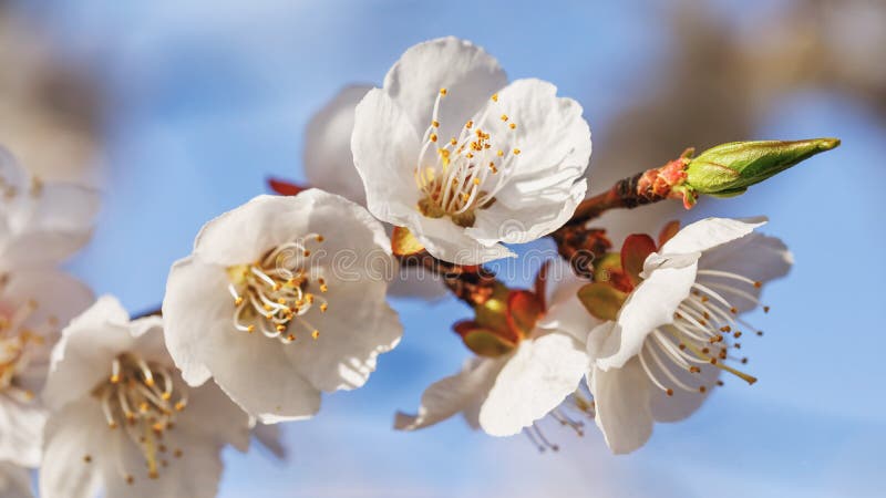 Beautiful Flowering Apricot Tree Stock Photo - Image of ...