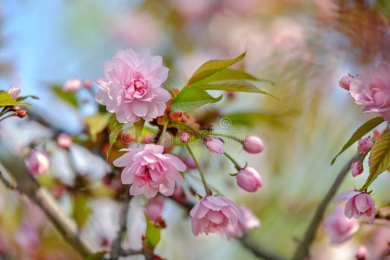 Beautiful Flowering Japanese Cherry - Sakura. Flowers Sakura Close Up ...