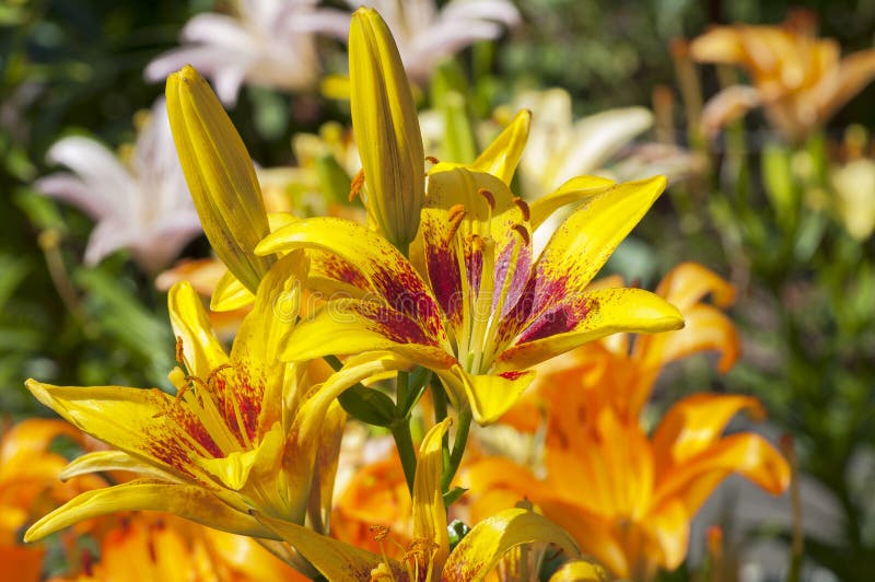 Beautiful flowering lilies stock image. Image of liliaceae - 248258579