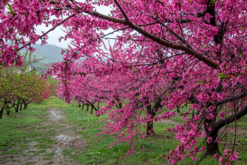 Beautiful Flowering Peach Trees At Hanamomo No Sato,Iizaka Onsen ...