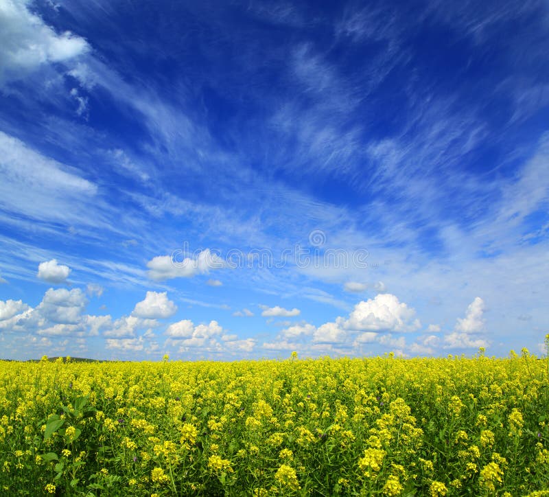 Beautiful flowering rapeseed field under blue sky with clouds