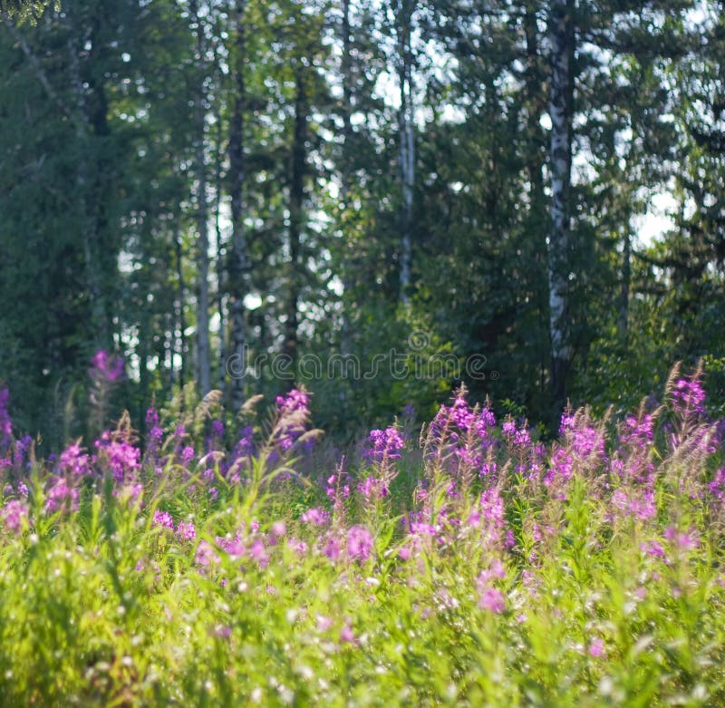 Beautiful flowers