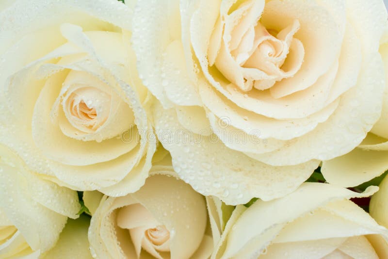 Hoa hồng kem mang đến cho bạn một vẻ đẹp dịu dàng và quyến rũ. Hãy chiêm ngưỡng những đóa hoa hồng kem tuyệt đẹp trong hình ảnh để cảm nhận được sự thư thái và yên bình mà chúng mang lại.