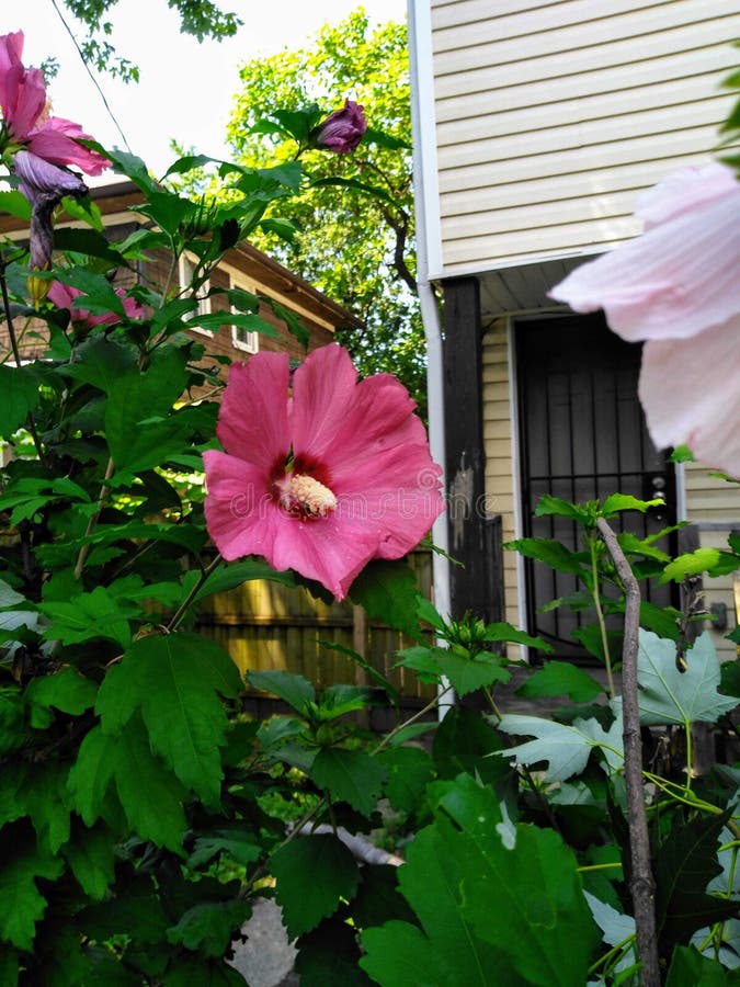Beautiful Flowers In Backyard Garden Stock Photo Image of beautiful