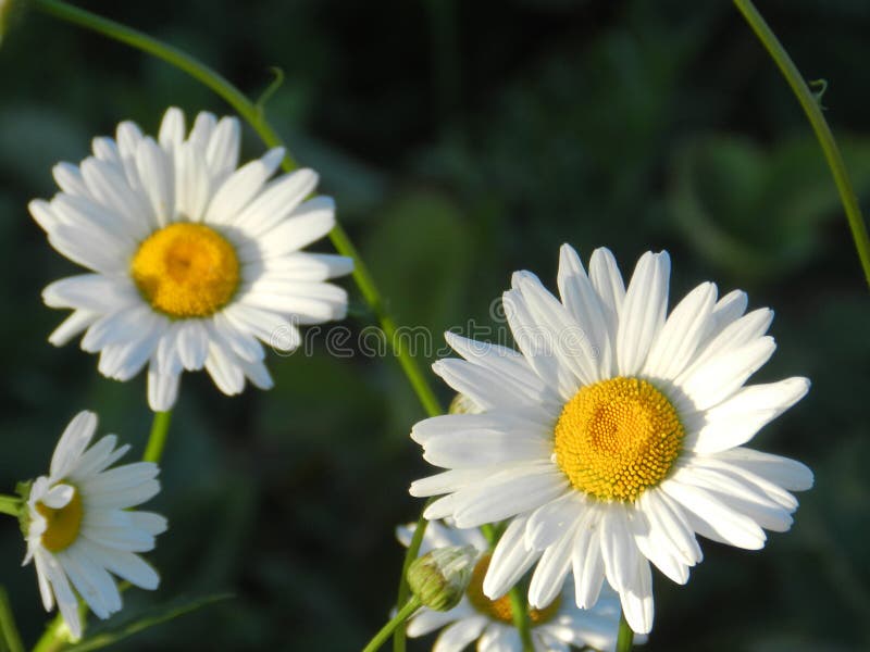 Daisies, flowers, nature, garden, field, outdoors, petals, beauty, beautiful, white, yellow royalty free stock photo Daisies, flowers, nature, garden, field, outdoors, petals, beauty, beautiful, white, yellow royalty free stock photo