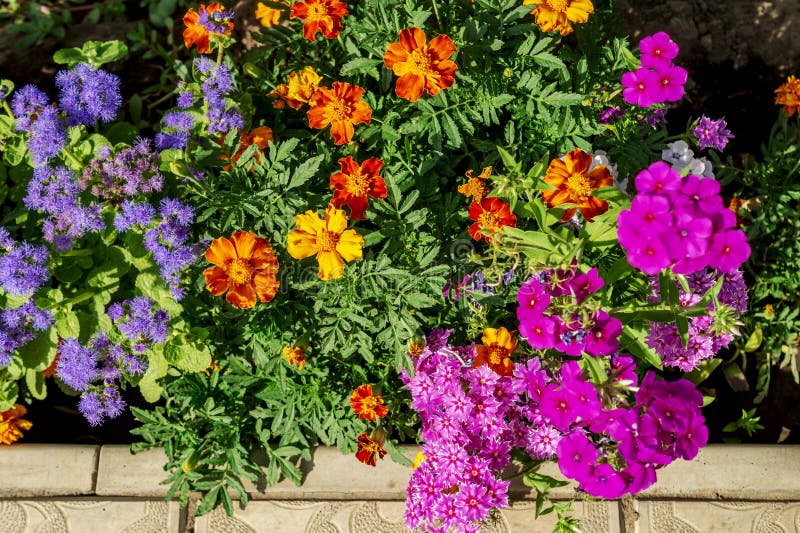 Beautiful Flowers Of Different Colors Blue Ageratum Tagetes