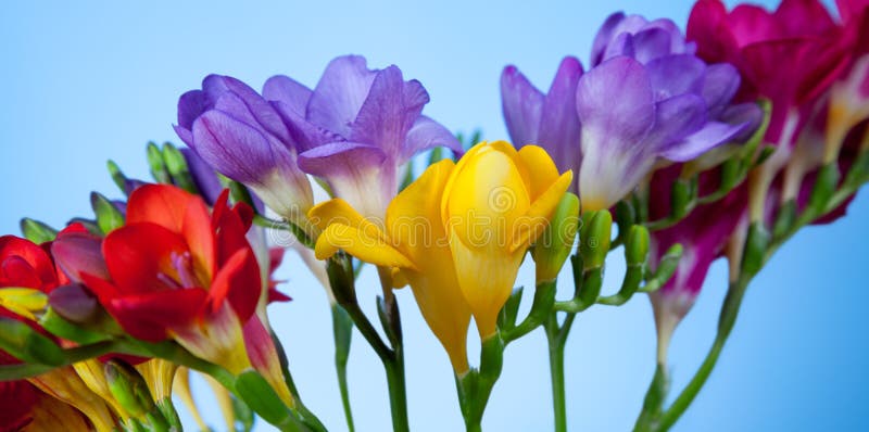 Daffodils and Freesias Bouquet HD Wallpaper  WallpaperFX  Freesia  bouquet Daffodils Daffodil bouquet