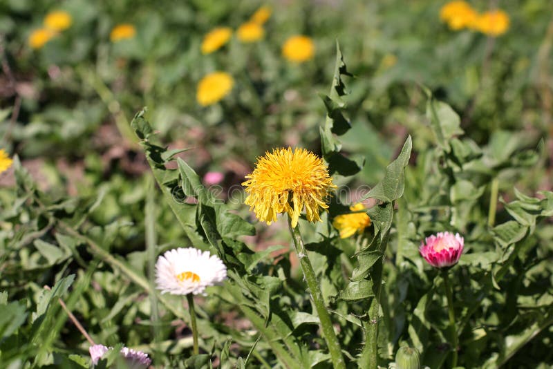Beautiful flowers in the garden. Yellow dandelions stock photos Beautiful flowers in the garden. Yellow dandelions stock photos