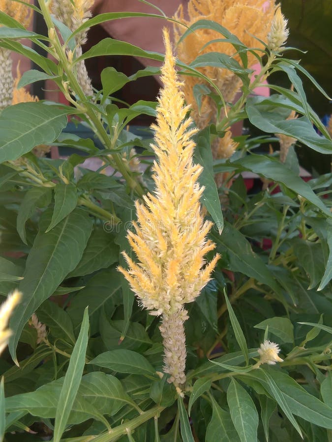 Beautiful Flowers that Grow Naturally in the Yard Stock Photo Image