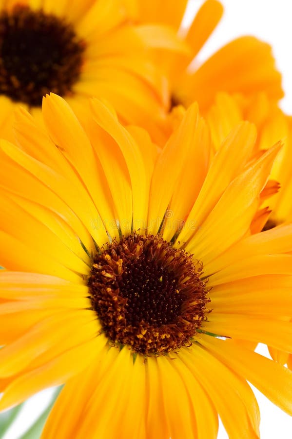 Beautiful Flowers Isolated On White Background Stock Photo Image of nobody, background 16254382