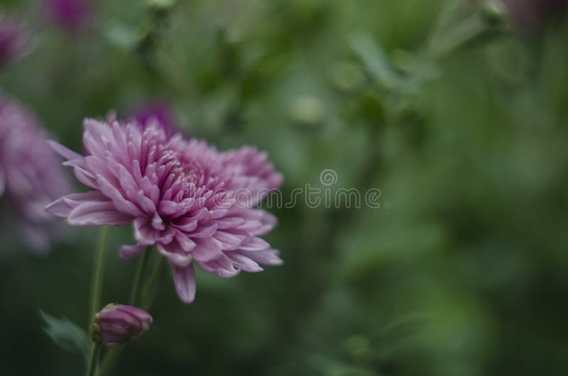 Beautiful flowers macro abstract art background with a soft focus. Pink and purple flowers chrysanthemum in nature on stock image Beautiful flowers macro abstract art background with a soft focus. Pink and purple flowers chrysanthemum in nature on stock image