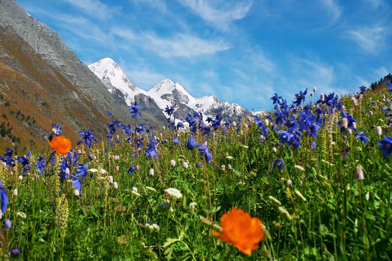 Beautiful flowers and mountains.