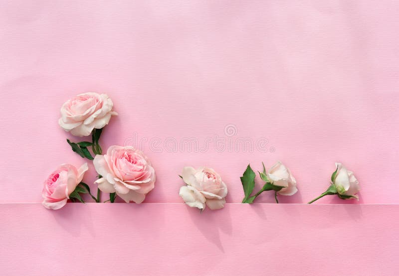 Beautiful flowers pink roses on a pink paper background with space for text. Top view, flat lay