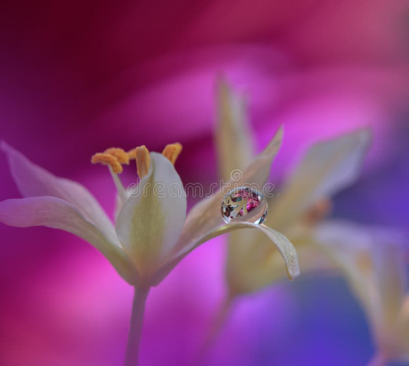 Beautiful Nature Background.Artistic Violet Wallpaper.Natural Macro Photography.Spring,white flowers.Floral Art.Purity,water,light