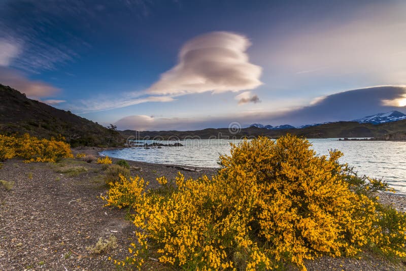 Beautiful Flowers On The Shore Of The Mountain Lake Stock Image