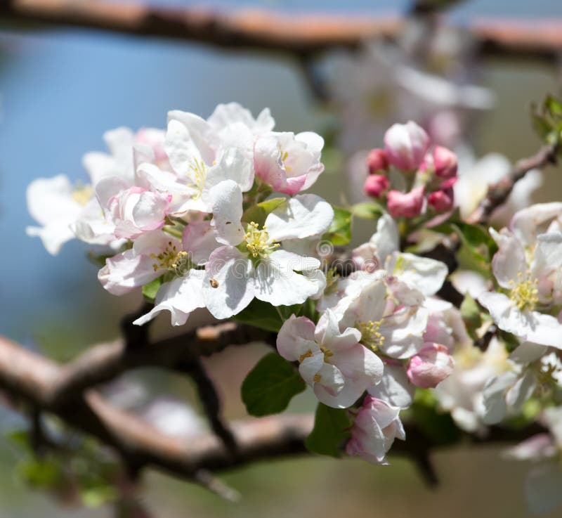 Beautiful Flowers on the Tree in Nature Stock Image Image of botany