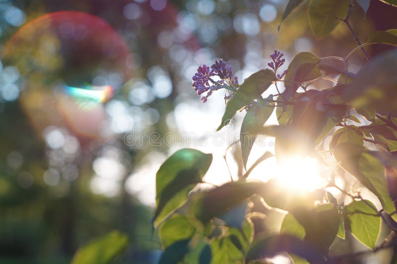 Flowers Under the Gentle Rays of the Sun Stock Image Image of light