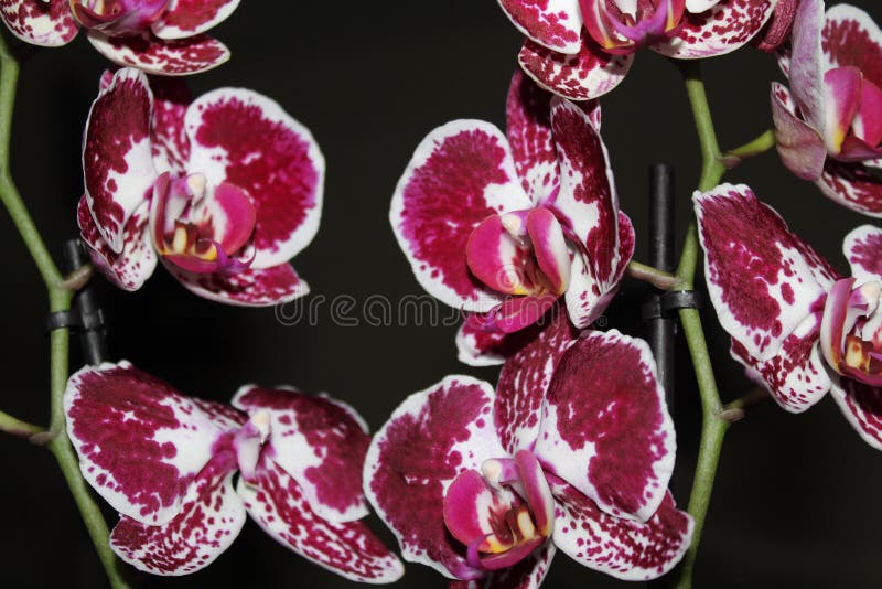 Orquidea Flor Stock Photos - Free & Royalty-Free Stock Photos from  Dreamstime