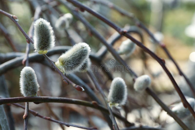 Beautiful Fluffy Catkins on Willow Tree Outdoors, Closeup Stock Photo