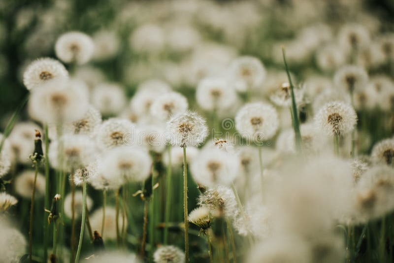 Beautiful Fluffy Dandelions in the Open Air on a Blurred Background ...