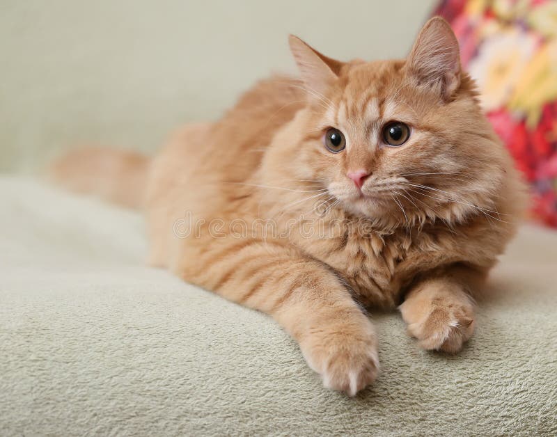 Hermoso esponjoso jengibre gato acostada sobre el sofá, hermoso esponjoso jengibre gato acostada sobre el sofá.
