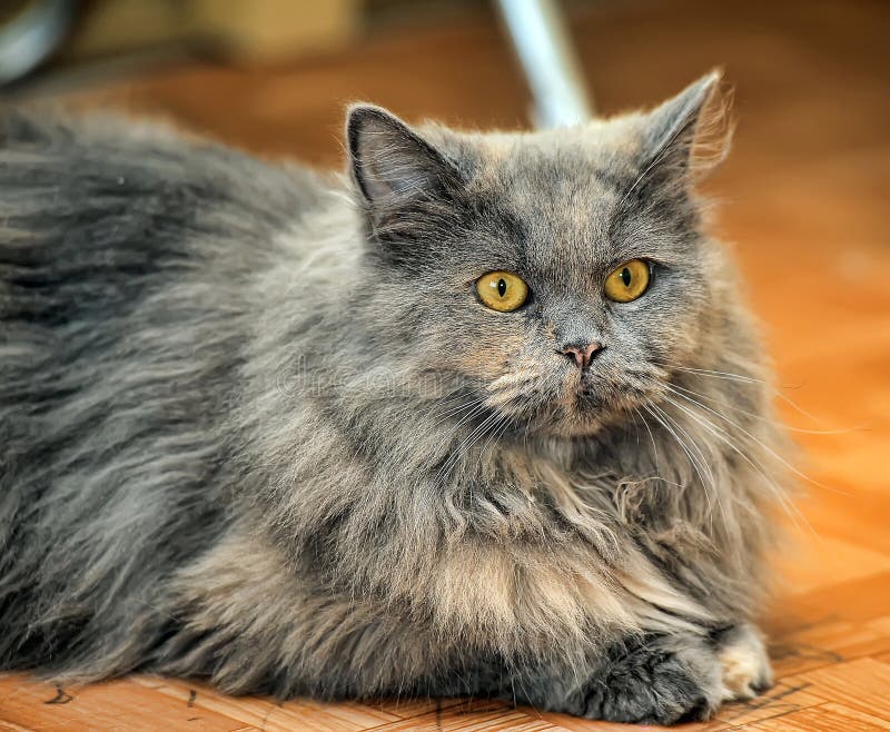 Fluffy Gray Cat Stock Images - Download 43,061 Royalty Free Photos - Page 2