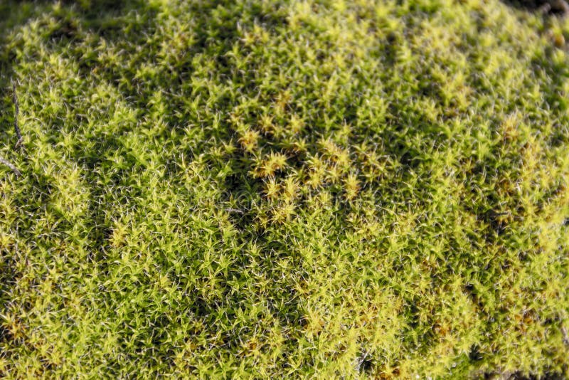 Closeup Of Green Fluffy Moss. Stock Photo Image of growth, color