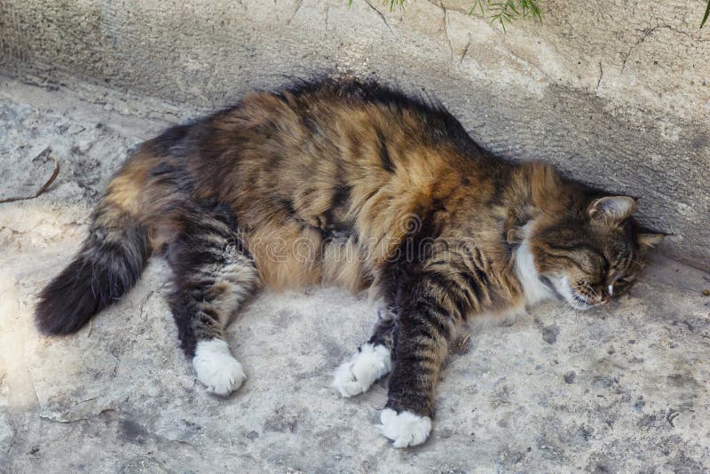 Beautiful fluffy tricolor cat lies on the ground in the shade, close-up