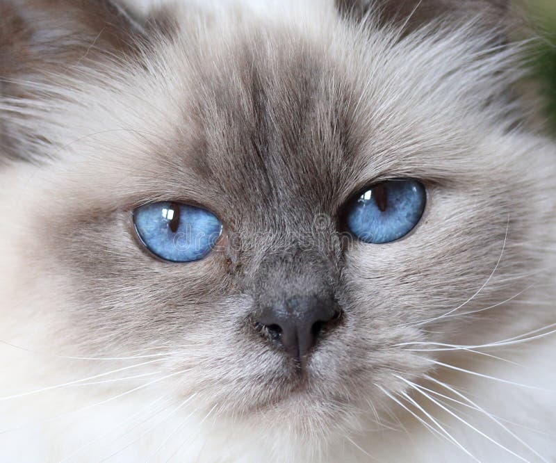 Adorable Fluffy White Kitten Blue Eyes in 2020 Kittens cutest, Cute