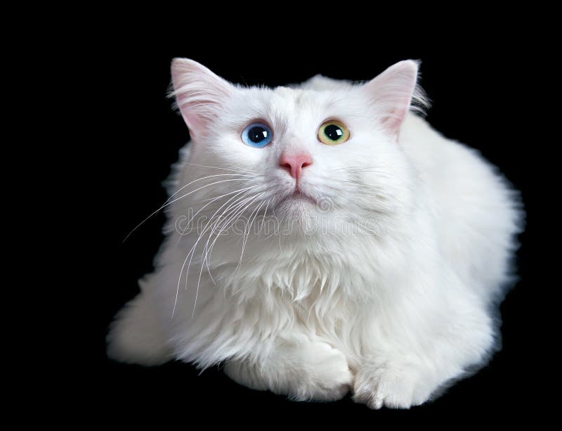 Beautiful Fluffy White Cat With Different Eyes Stock Image Image of