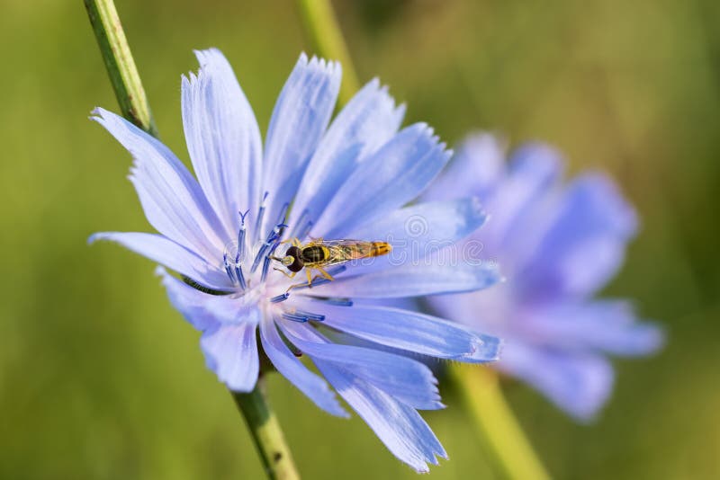 Beautiful fly on a chicory flower. Close-up