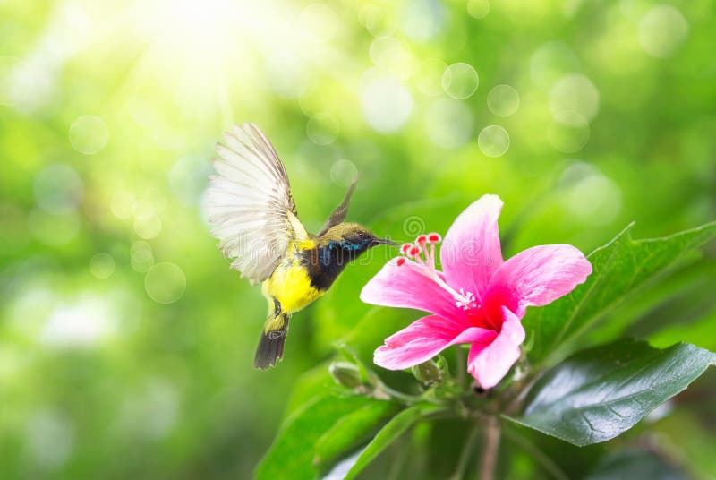 Beautiful flying Bird Olive-backed Sunbird, beautiful bird flying and eating nectar from the flowers stock photo Beautiful flying Bird Olive-backed Sunbird, beautiful bird flying and eating nectar from the flowers stock photo