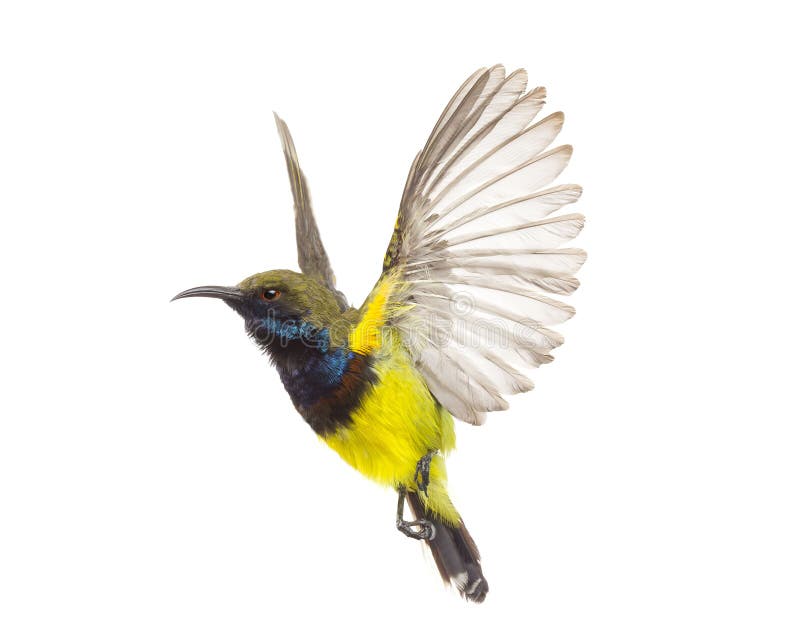 Beautiful flying Bird Olive-backed Sunbird royalty free stock photography