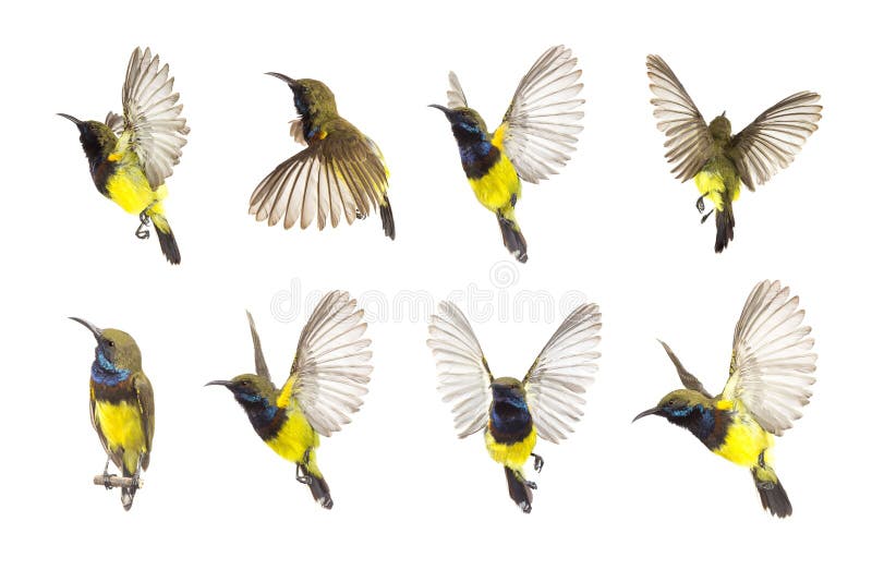 Beautiful flying Bird Olive-backed Sunbird isolate on White Background royalty free stock image