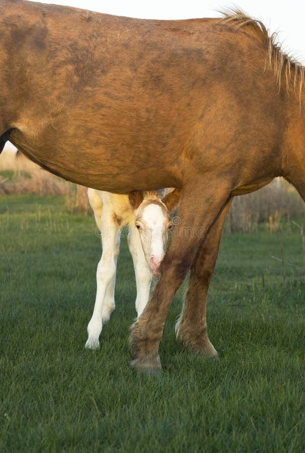 Beautiful foal with mother