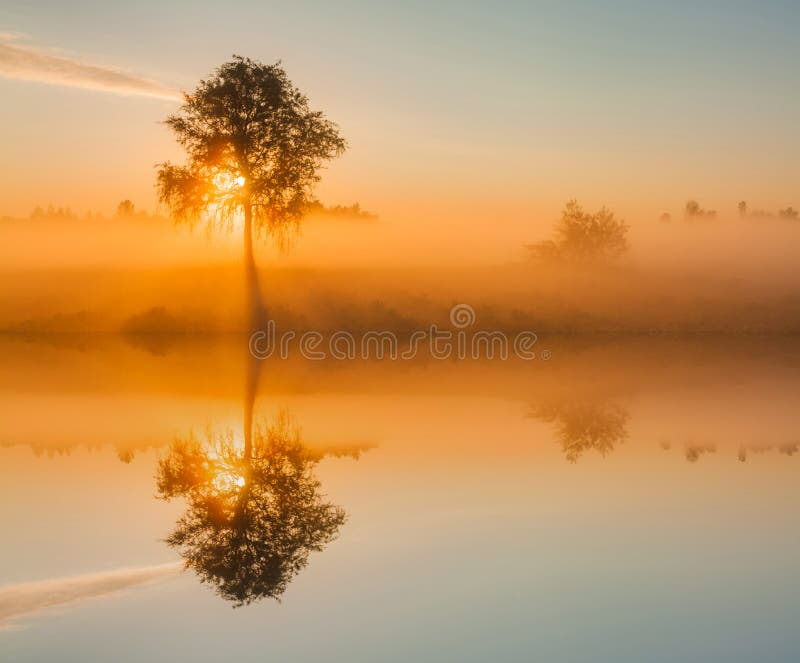 Beautiful foggy spring dawn on a field with trees