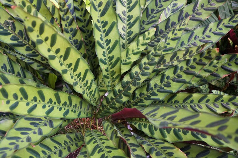 Beautiful foliage color of Calathea Rattlesnake plants. The beautiful foliage color of Calathea Rattlesnake plants stock image