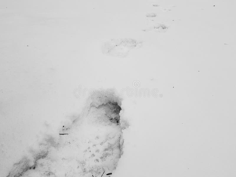 Beautiful Footprints in the Snow in Winter Stock Image Image of