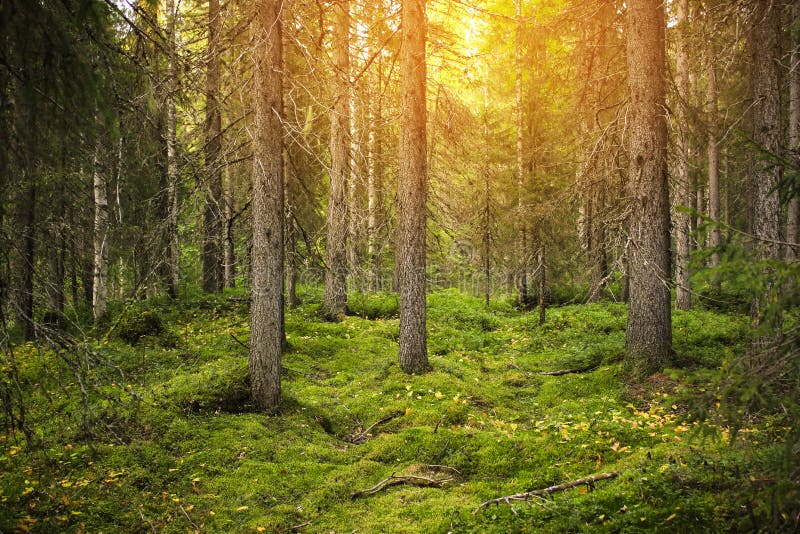Beautiful Forest With Bright Sun Shining Through The Trees Stock Photo