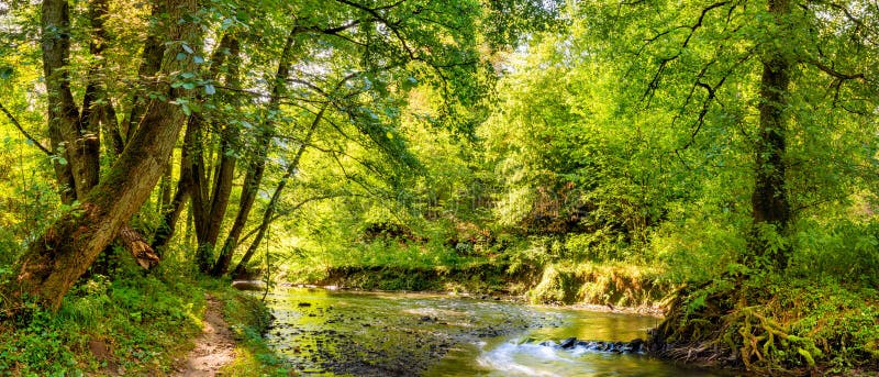 Forest with brook