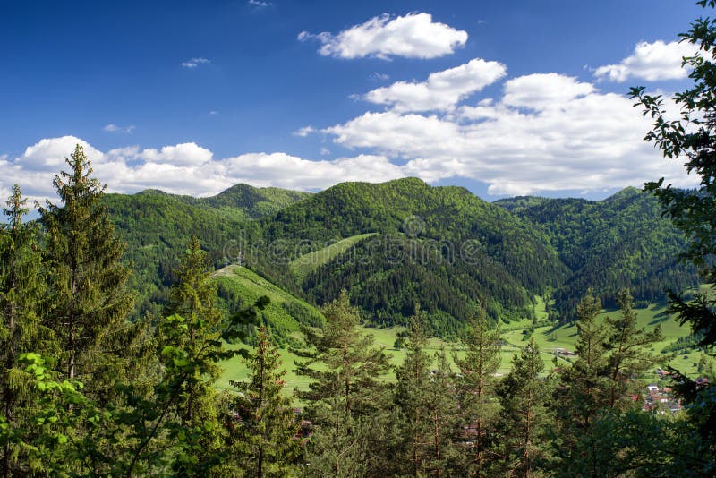 Beautiful forest landscape