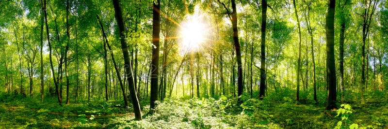 Beautiful Nature Background Forest at Sunrise Stock Image - Image of ...