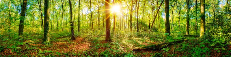 Beautiful forest panorama with bright sun