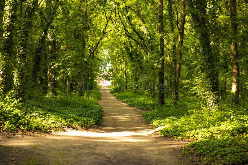 Sunny Path Sunny Path