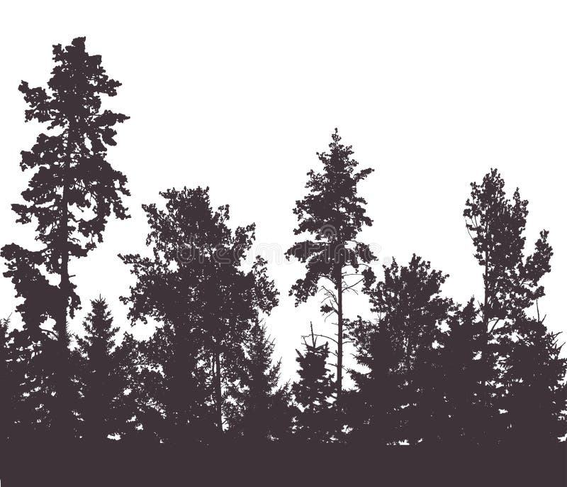 Beautiful forest, silhouette of firs, pines and different deciduous trees. Vector illustration vector illustration Beautiful forest, silhouette of firs, pines and different deciduous trees. Vector illustration vector illustration