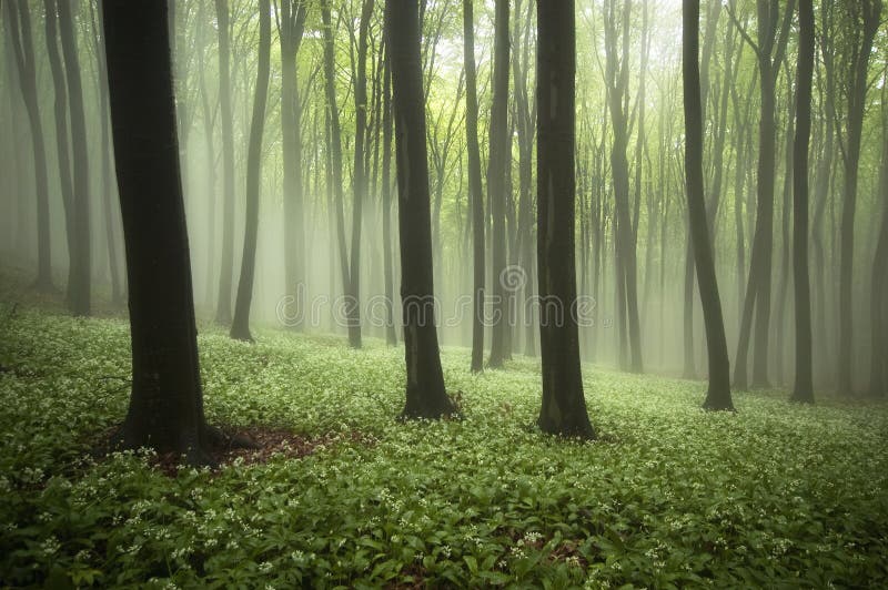 Beautiful forest in spring with fog, green plants and flowers