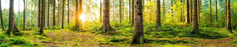 Beautiful forest at sunrise. Panorama of a beautiful forest at sunrise stock image Beautiful forest at sunrise. Panorama of a beautiful forest at sunrise stock image