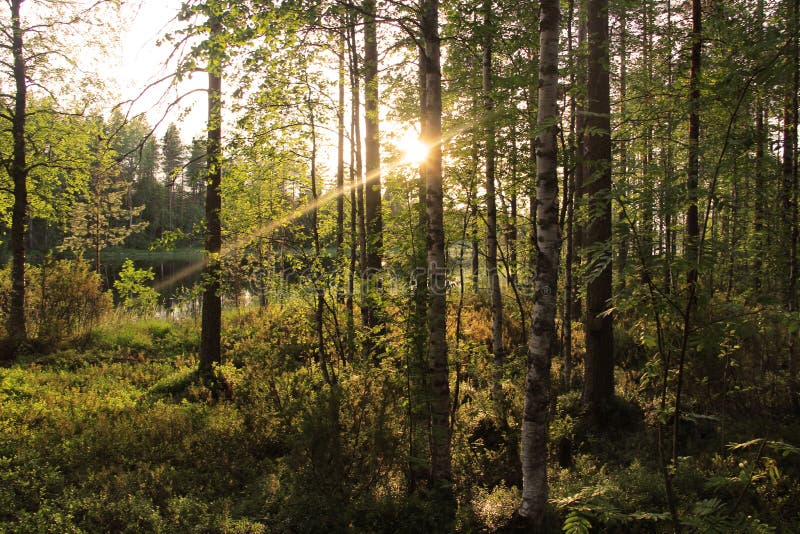 Beautiful Forests of Finland Stock Photo Image of ecology, enviroment