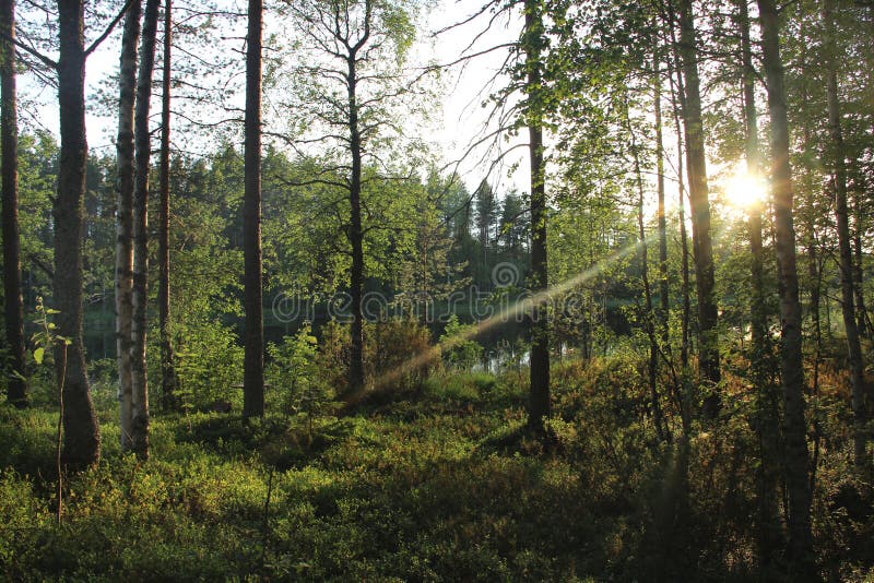 Beautiful Forests of Finland Stock Image Image of enviroment, north